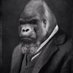 Inside Man🦍💨🔥 (@gorillainsuit) Twitter profile photo Inside Man🦍💨🔥 (@gorillainsuit) Twitter profile photo
