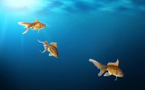 3FishBytheSea's profile picture. The Twitter page for http://t.co/81P8IT3BvY. Destined to make a positive impact on Twitter through sharing faith, our service and prayer.