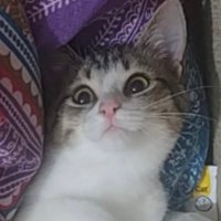 Mia FIP Savaşçısı (@miafipsavascisi) 's Twitter Profile Photo Mia FIP Savaşçısı (@miafipsavascisi) 's Twitter Profile Photo