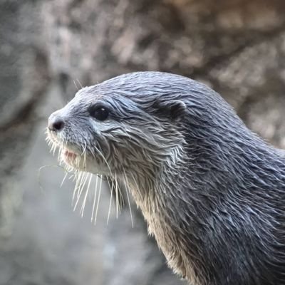 かわうそ大好きです💕

可愛い嘘のカワウソ✨

シルバニア✨ミニチュア✨昭和レトロ✨日本酒✨旅✨

可愛い動物たちにも癒されています🍀
犬派(ラブラドール💕)