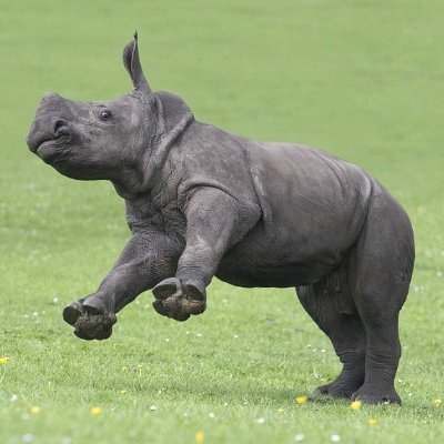 Rhinologue Profile Picture