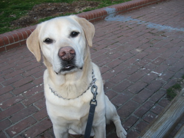 mari_nicholson's profile picture. Firm believer in #storytelling & #advocacy for #socialchange. A meandering-walks-with-coffee music nerd & friend to the four-legged.