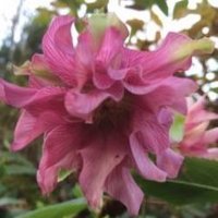 Stocksfield Plants and Gardens society(@plants_gardens) 's Twitter Profile Photo
