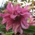 Stocksfield Plants and Gardens society (@plants_gardens) Twitter profile photo