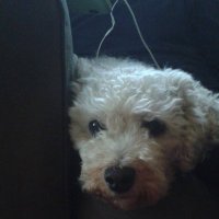 Pornfan (@dariusraplyrics) 's Twitter Profile