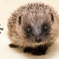 Happy Hedgehog (@happyhedgehog3) 's Twitter Profile Photo