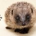 Happy Hedgehog (@happyhedgehog3) Twitter profile photo Happy Hedgehog (@happyhedgehog3) Twitter profile photo
