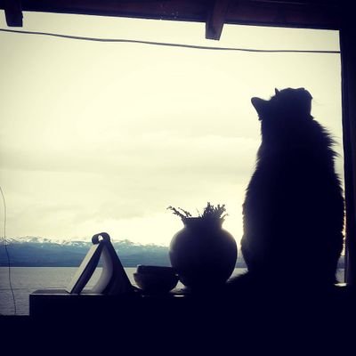 Leyley 🐱 🇦🇷さんのプロフィール画像