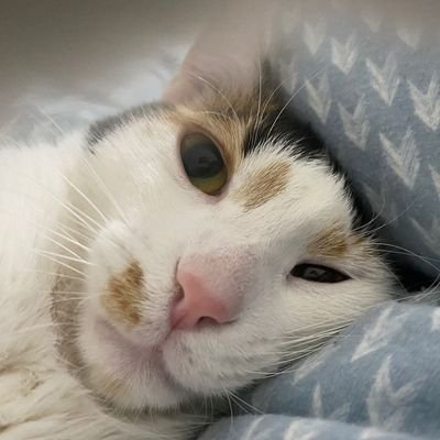 FatiheSoylersin's profile picture. Şükür ki kendime köleyim..