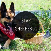 Star Shepherds(@StarShepherds) 's Twitter Profile Photo