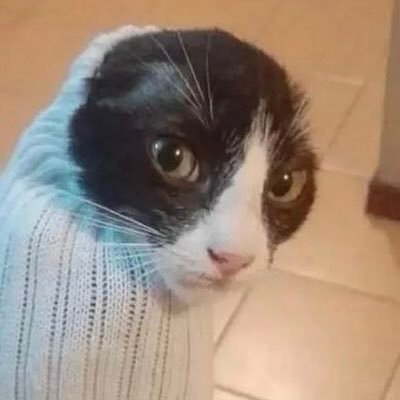 DudeBruh304's profile picture. 🥴