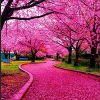 Magenta Bromide (@indigo_yttrium) 's Twitter Profile