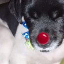 Steven Styles - @StevenDaDog - Twitter