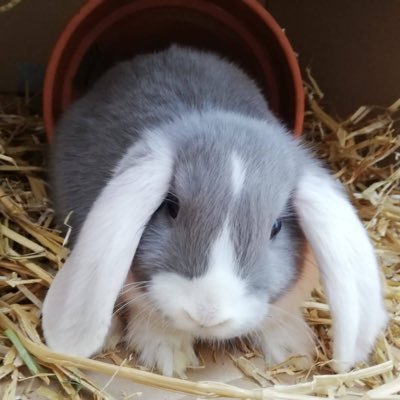 seajaywood's profile picture. 