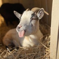 The kicking goat ♡ La chèvre rebelle (@rebookha) 's Twitter Profile