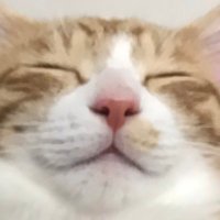 Ccj (@curiouscatj) 's Twitter Profile
