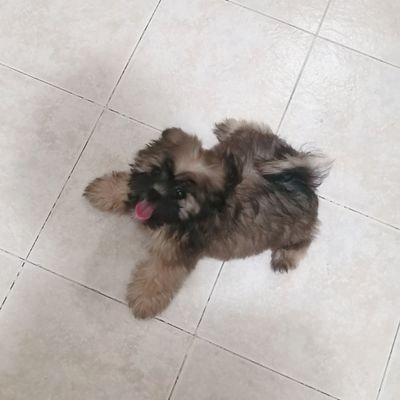 あめさんさんのプロフィール画像