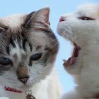 Malcolm Bellman (@bizarrevisions) 's Twitter Profile