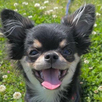 ココさん ミミさん Coco Mimi Twitter ココさん ミミさん Coco Mimi Twitter