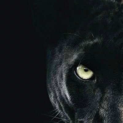 kimuiri211's profile picture. 