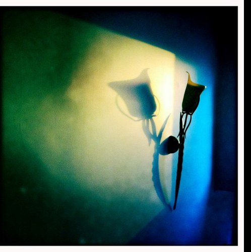 LesterdeVere's profile picture. A multi award-winning professional photographer. Past NZIPP President &   photography judge.  Amateur musician, traveller & parent to 3 almost adults.