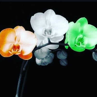 NiravDe89823350's profile picture. The संघी Never Went to शाखा.
Tweets are Prasnel,
LiKEs & Retweets are 
not endorsement.