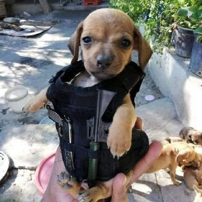 perrotamaulipas's profile picture. Roblox Military content and NSFW RR34 noob creator. (Spanish and English) 🇲🇽

I'm furry  (isn't it obvious?) 

imBoredBruh
thanks for the 20 follows lol🎉🎉🥹