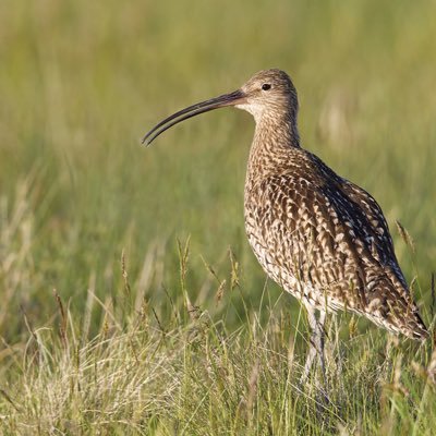 RSPB Volunteer Warden and Volunteer Co-ordinator, South West Peak District - passionate about curlews and all sorts of wildlife. Tweeting my own views.