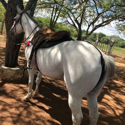 LeusingerJunior's profile picture. Seriedade