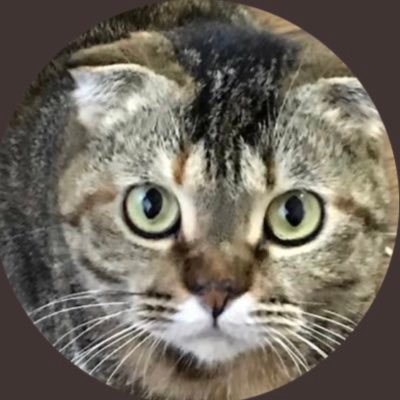 厽ω・) Syazyanamiさんのプロフィール画像