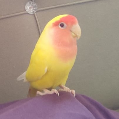 nilotus1989's profile picture. lovely