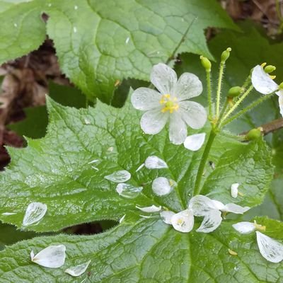 Bojyu_Buna's profile picture. 森と畑。心と身体に優しいものがギュギュっと詰まってます