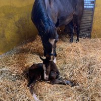 リコーファーム (@ricoh_farm) Twitter profile photo