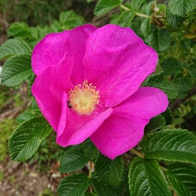 EkuShimizu's profile picture. 宮城県在住
いいねとリツイート専門です。
またに、コメントします。