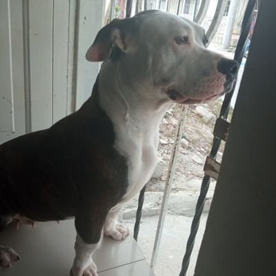 Me gusta divertirme, ser alegre y espontáneo. Habby es mi mascota una perra pitbull y la amo con todo mi corazón