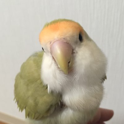 hana163さんのプロフィール画像