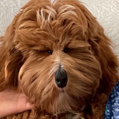 whags334's profile picture. Moderate Republican, believes is smaller government and believes the scariest nine word phrase ever is, “I’m here from the government and here to help”