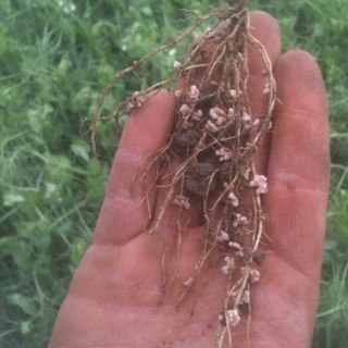 farmerharm's profile picture. Southern Alberta irrigation farming,