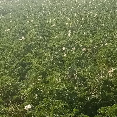 musa_edris's profile picture. 