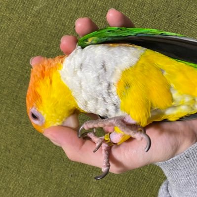 人様の鳥さんを見てニヤニヤしてます。無言フォローすみません。シロハラインコ♂まさるくん二歳と暮らしてます。