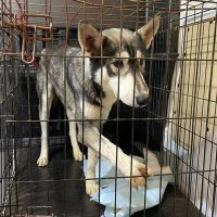 Angela Raluca (@buchareststray) 's Twitter Profile Photo Angela Raluca (@buchareststray) 's Twitter Profile Photo