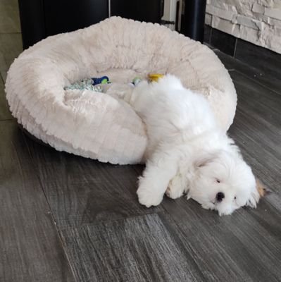 BerGuenole's profile picture. 