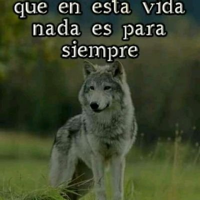 Que el amor flulla