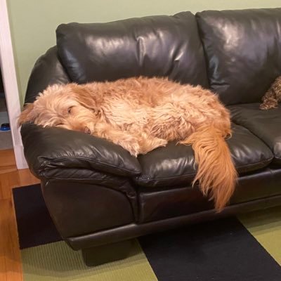 gracevickery5's profile picture. 