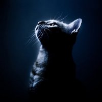 musbob (@musbob_) 's Twitter Profile