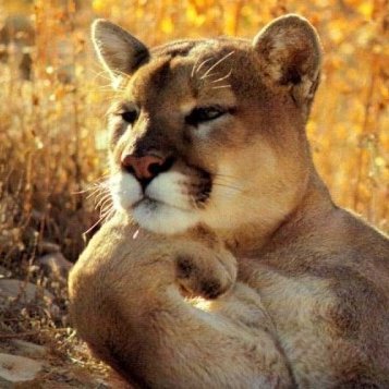 El Puma de los memes randomさんのプロフィール画像