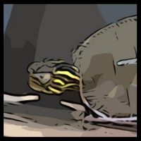 Mister Turtle (@turtle_mister) 's Twitter Profile