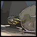 Mister Turtle (@turtle_mister) Twitter profile photo