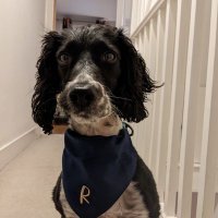 Rosie Dogg (@doggrosie) 's Twitter Profile Photo