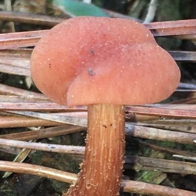 🍄Amateur Mycologist🔬I'll follow anyone who shares the same interest.🍄🔬 #Bitcoin